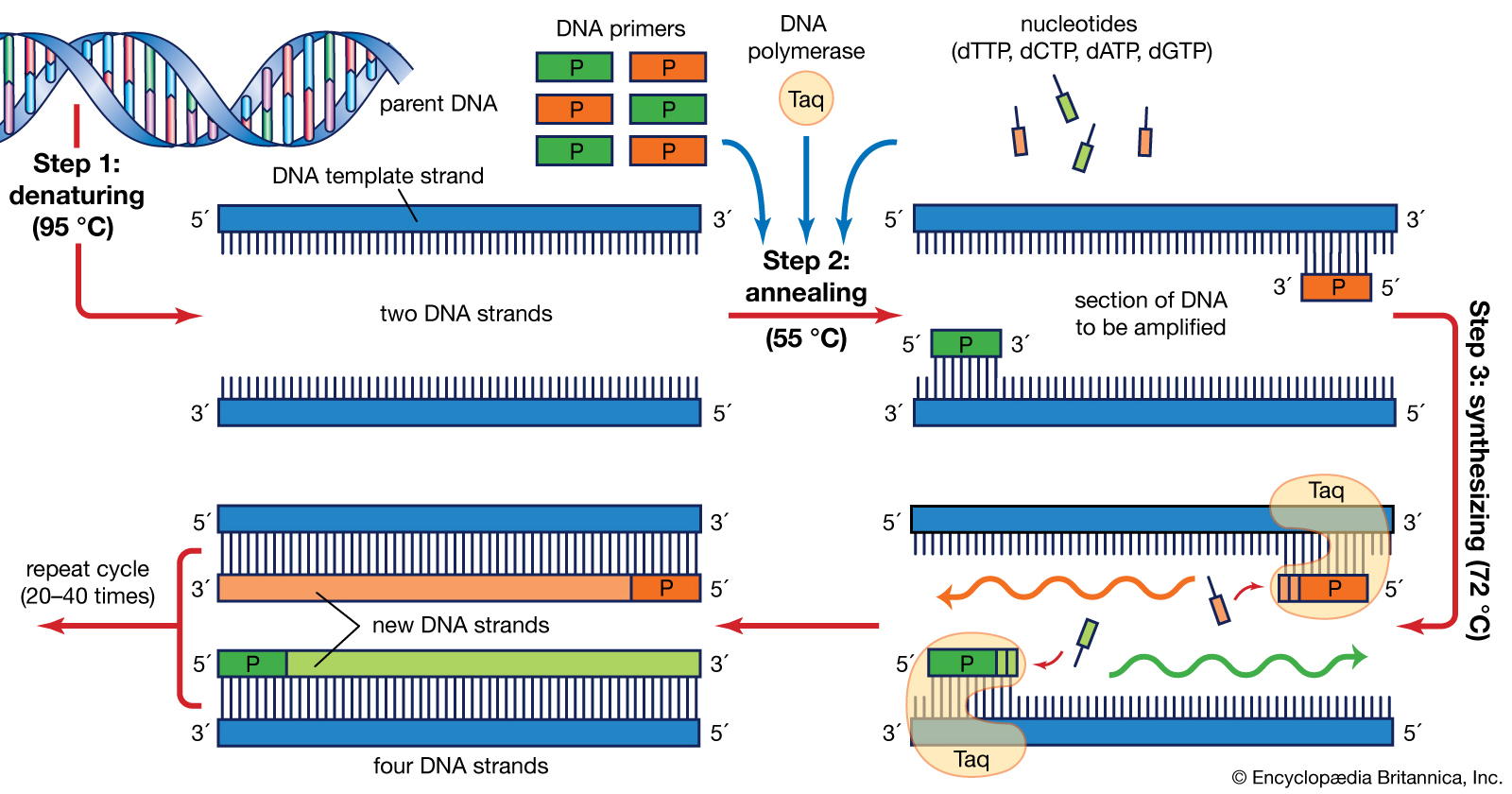 A diagram of PCR (a method for replicating DNA)